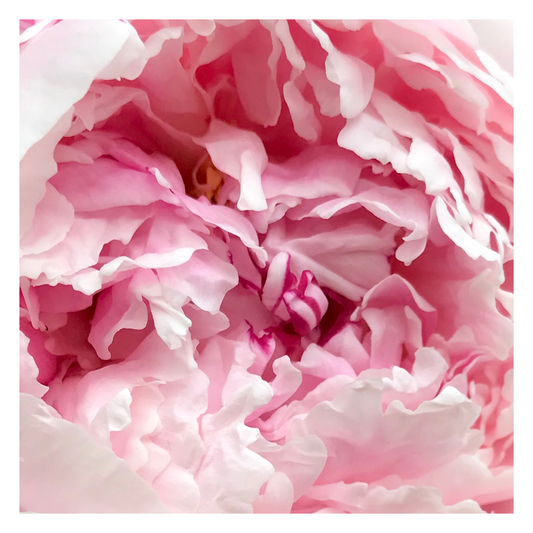 Peony | Amanda Russo Rubman