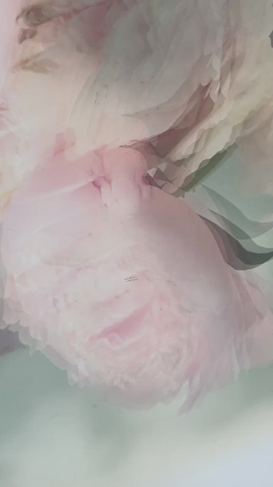 Peony 02 (Wallpaper) | Amanda Russo Rubman